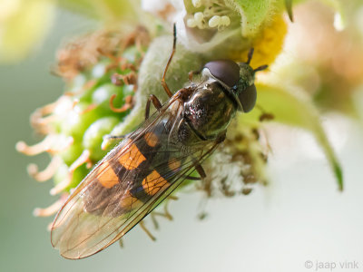 Syrphidae - Platte Zweefvlieg - Xanthandrus comtus