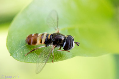 Syrphidae - Geelbandkrieltje - Paragus quadrifasciatus