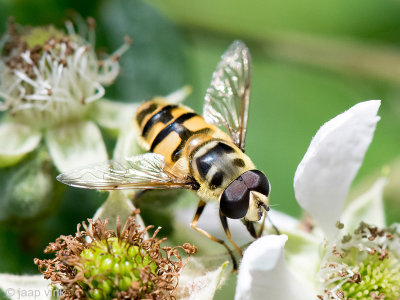 Syrphidae - Doodskopzweefvlieg - Myathropa florea