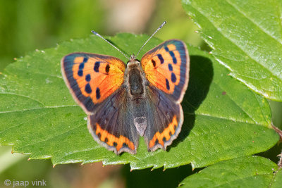 Small Copper - Kleine Vuurvlinder - Lycaena phlaeas