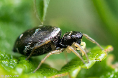 Jumping Spider - Springspin - Heliophanus spec