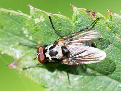 Anthomyiidae - Bloemvlieg - Anthomyia procellaris