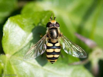 Syrphidae - Terrasjeskommazweefvlieg - Eupeodes corollae
