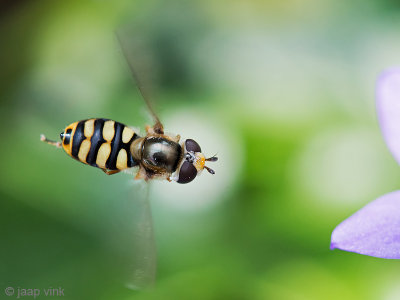 Syrphidae - Terrasjeskommazweefvlieg - Eupeodes corollae