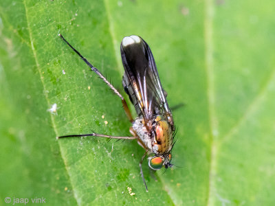 Semaphore Fly - Slankpootvlieg - Poecilobothrus nobilitatus