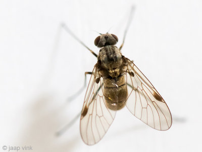 Rhagionidae - Gewone Schubsnipvlieg - Chrysopilus cristatus