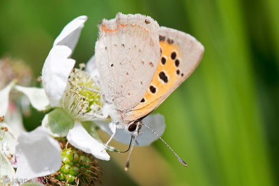 Small Copper - Kleine Vuurvlinder - Lycaena phlaeas