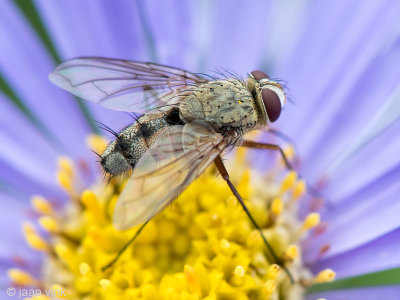 Tachinidae - Sluipvlieg - Prosena siberita