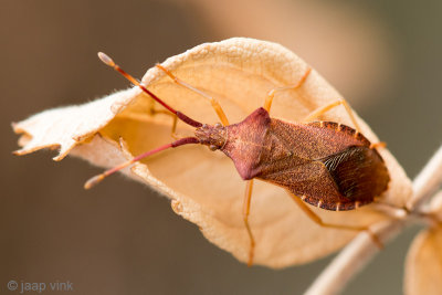 Box bug - Smalle Randwants - Gonocerus acuteangulatus