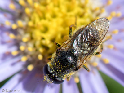 Syrphidae - Tuingitje - Cheilosia caerulescens
