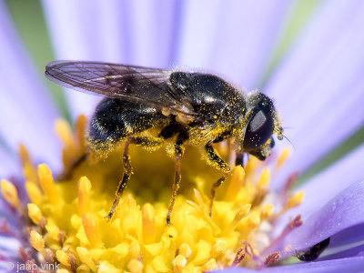 Syrphidae - Tuingitje - Cheilosia caerulescens