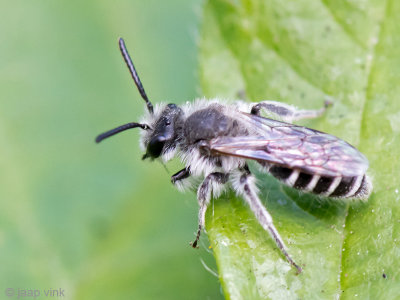 Andrenidae - Zilveren Zandbij - Andrena argentata