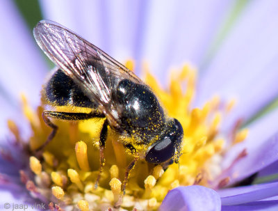 Syrphidae - Tuingitje - Cheilosia caerulescens