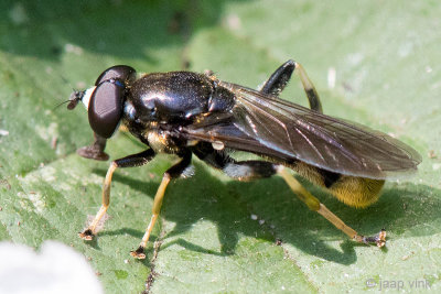 Syrphidae - Grote Gouden Bladloper - Xylota sylvarum