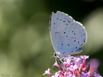 Holly Blue - Boomblauwtje - Celastrina argiolus