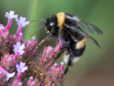 Bumblebee spec - Aardhommel spec - Bombus spec