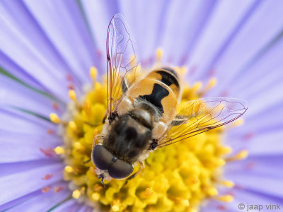 Syrphidae - Kleine Bijvlieg - Eristalis arbustorum