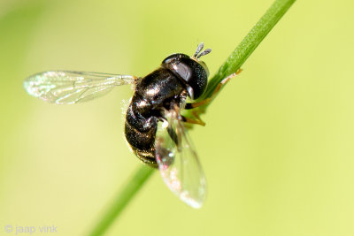Syrphidae - Gewoon Krieltje - Paragus haemorrhous