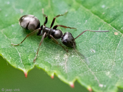 Black-colored Ant - Grauwzwarte Renmier - Formica fusca
