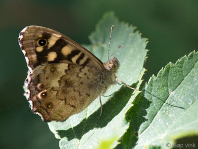 Speckled Wood - Bont Zandoogje - Pararge aegeria