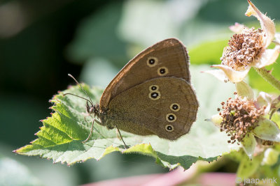 Ringlet - Koevinkje - Aphantopus hyperantus