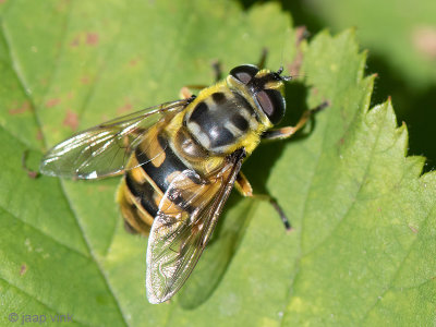 Syrphidae - Doodskopzweefvlieg - Myathropa florea