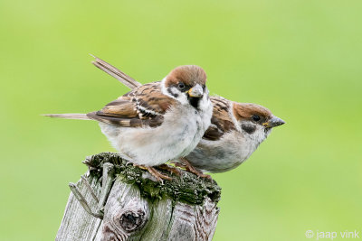 Eurasian Tree Sparrow - Ringmus - Passer montanus