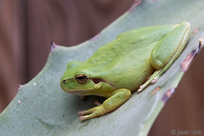 Mediterranean Tree Frog - Mediterrane Boomkikker - Hyla meridionalis