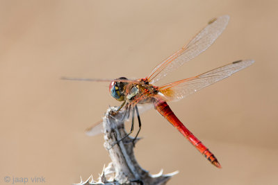 Red-veined Darter - Zwervende Heidelibel - Sympetrum fonscolombii 