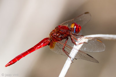 Scarlet Dragonfly - Vuurlibel - Crocothemis erythraea