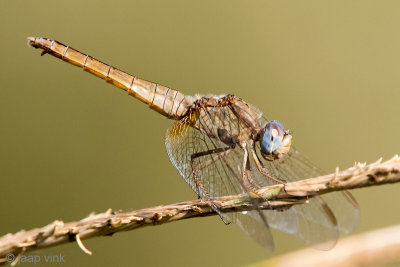 Scarlet Dragonfly - Vuurlibel - Crocothemis erythraea