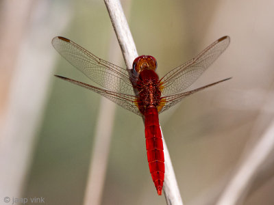 Scarlet Dragonfly - Vuurlibel - Crocothemis erythraea