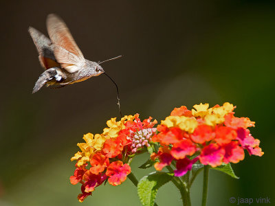 Hummingbird Hawk-Moth - Kolibrievlinder - Macroglossum stellatarum