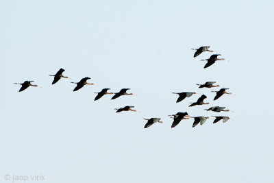 Glossy Ibis - Zwarte Ibis - Plegadis falcinellus