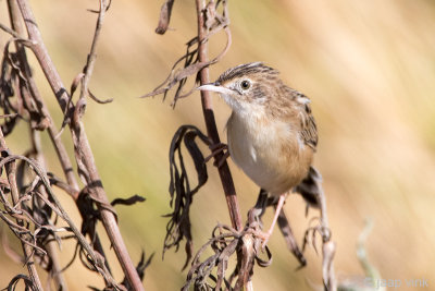 Zitting Cisticola - Graszanger - Cisticola juncidis