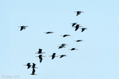 Glossy Ibis - Zwarte Ibis - Plegadis falcinellus