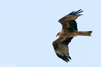 Black Kite - Zwarte Wouw -  Milvus migrans