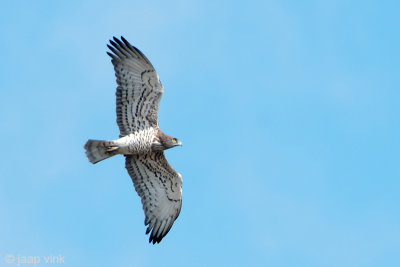 Short-toed Eagle - Slangenarend - Circaetus gallicus