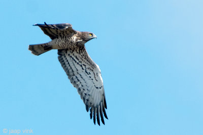 Short-toed Eagle - Slangenarend - Circaetus gallicus