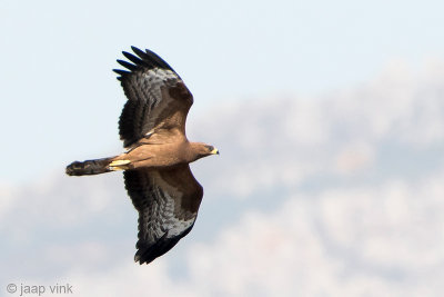 Honey Buzzard - Wespendief - Pernis apivorus