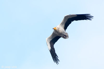 Egyptian Vulture - Aasgier - Neophron percnopterus