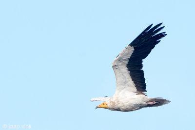 Egyptian Vulture - Aasgier - Neophron percnopterus