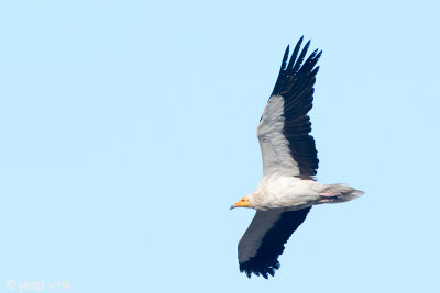 Egyptian Vulture - Aasgier - Neophron percnopterus