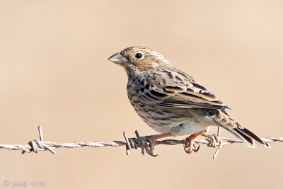 Corn Bunting - Grauwe Gors - Emberiza calandra