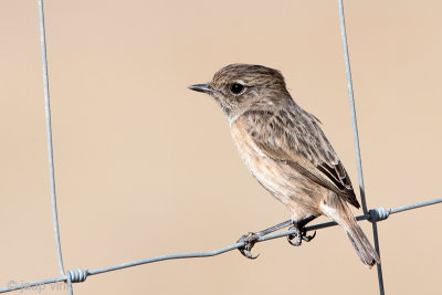 Eurasian Stonechat - Roodborsttapuit - Saxicola rubicola