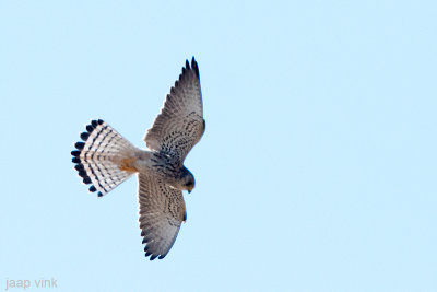 Lesser Kestrel - Kleine Torenvalk - Falco naumanni