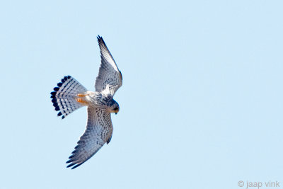 Lesser Kestrel - Kleine Torenvalk - Falco naumanni