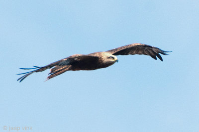 Black Kite - Zwarte Wouw -  Milvus migrans