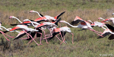 Greater Flamingo - Flamingo -  Phoenicopterus roseus