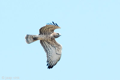 Short-toed Eagle - Slangenarend - Circaetus gallicus